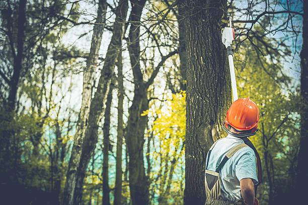 Levittown, NY Tree Care Company